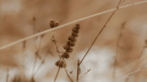 nordic-dynava-customer-service